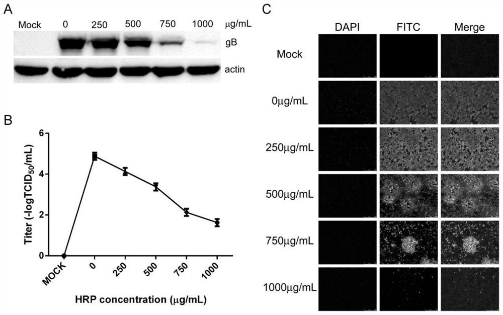 Application of hippophae rhamnoides polysaccharide in preparing of preparation for preventing and/or treating porcine pseudorabies virus infection