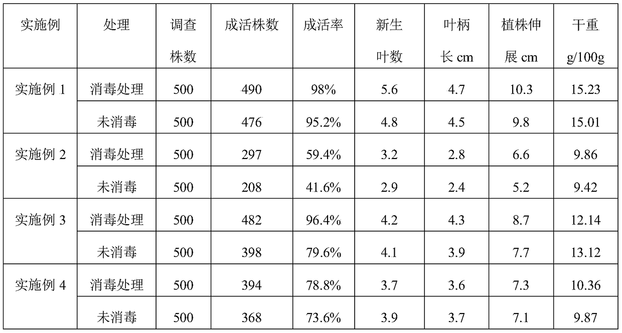 Domestication method of strawberry tissue culture plants