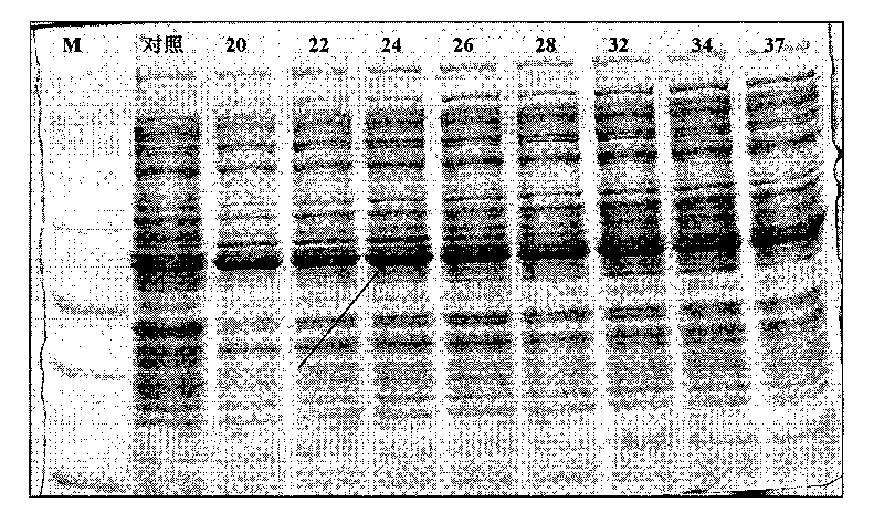 Colibacillus and method for performing soluble expression of transglutaminase proenzyme thereof