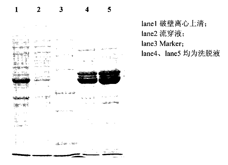 Colibacillus and method for performing soluble expression of transglutaminase proenzyme thereof