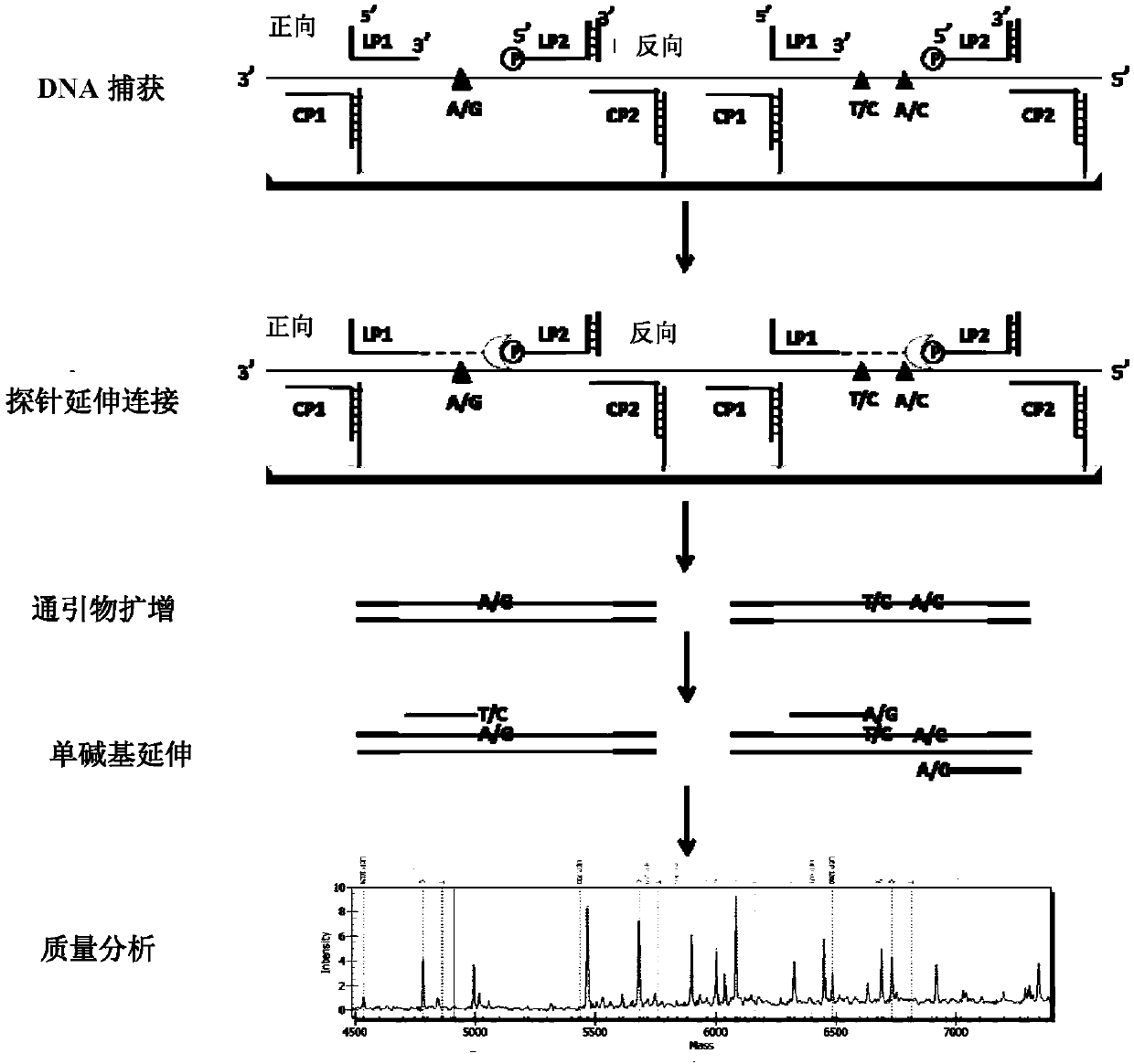 Probe amplification method based on multiplex extending connection, and uses thereof, and kit