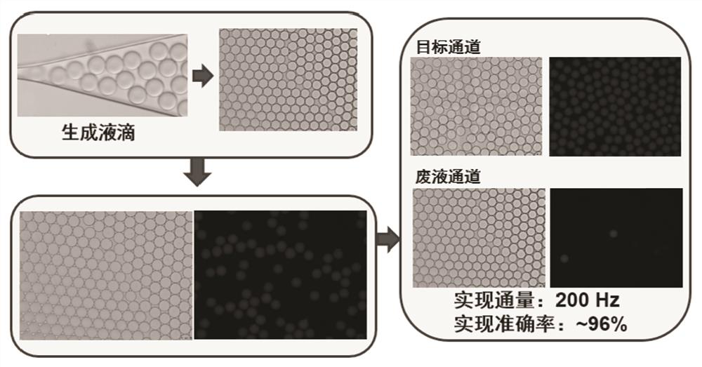 High-production β-glucosidase Aspergillus niger strain and its application