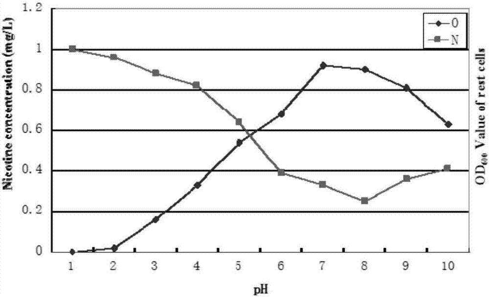 Pseudomonas putida strain used for nicotine degradation and isolation and identification method and application thereof