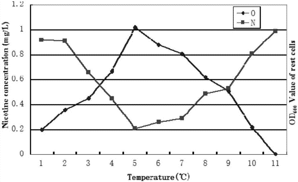 Pseudomonas putida strain used for nicotine degradation and isolation and identification method and application thereof