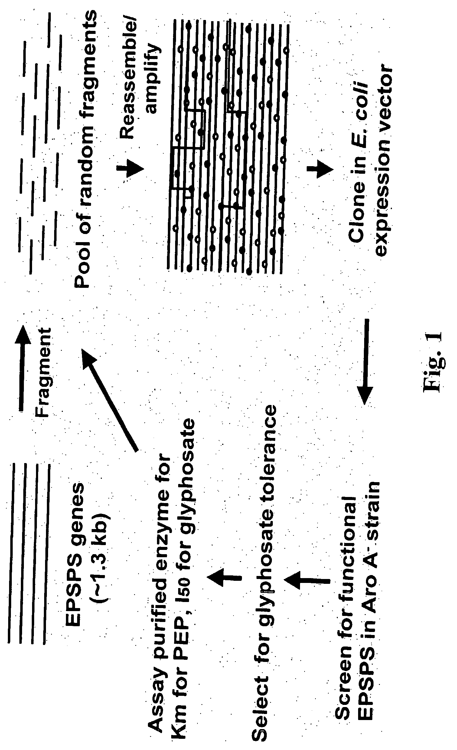 DNA shuffling to produce herbicide selective crops