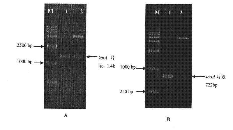 Recombinant lactobacillus rhamnosus engineering strain and preparation method thereof