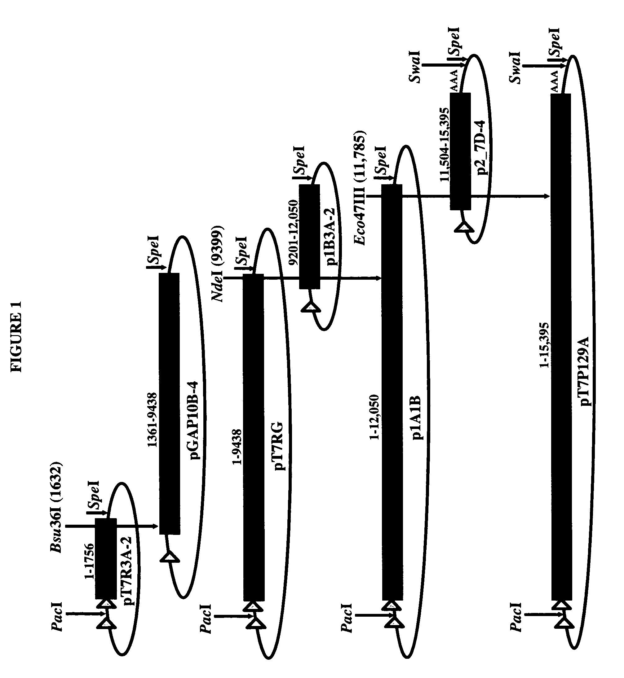 Infectious cDNA clone of north american porcine reproductive and respiratory syndrome (PRRS) virus and uses thereof