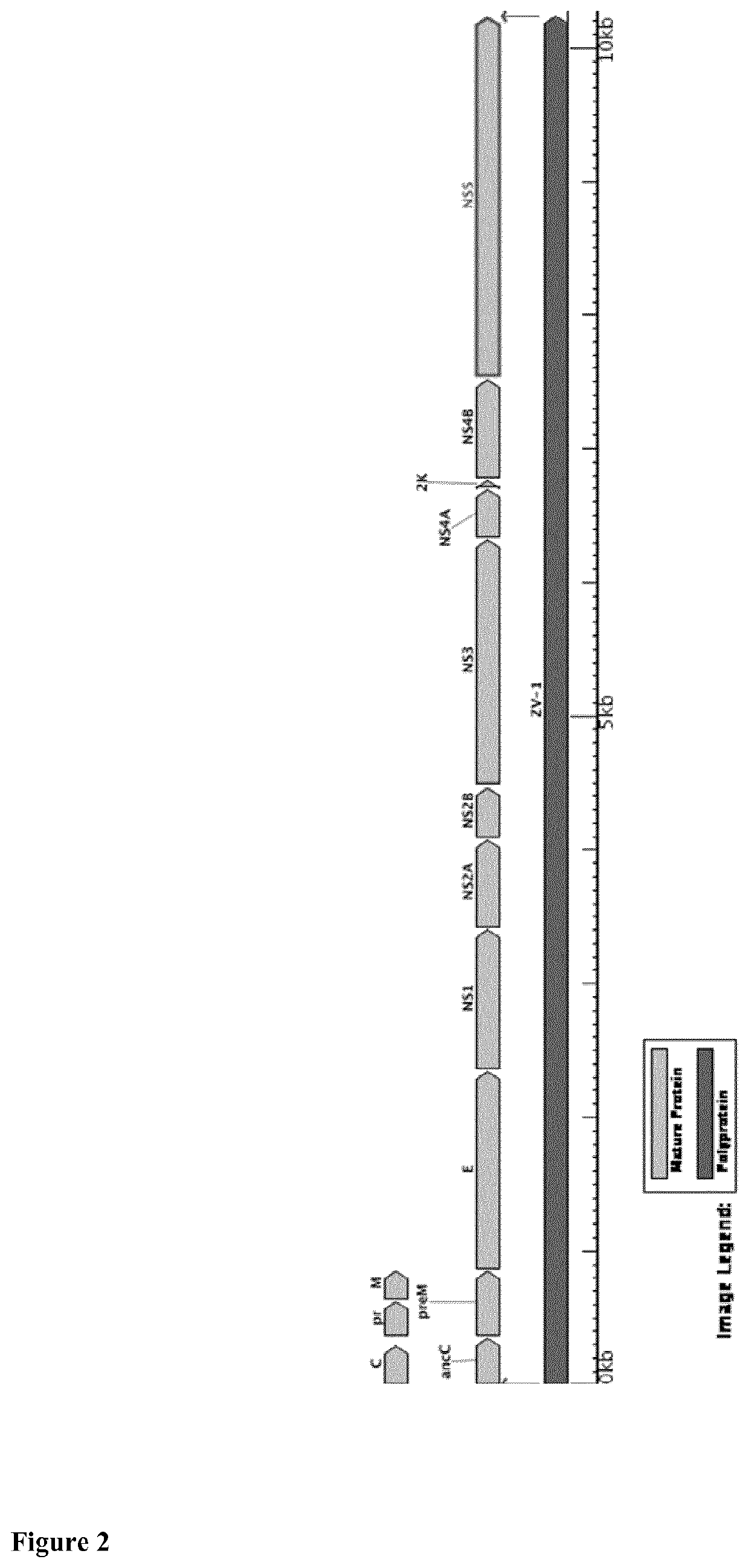 Method for detecting flaviviridae