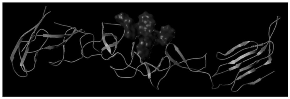 A polypeptide for inhibiting the infection activity of classical swine fever virus and its application