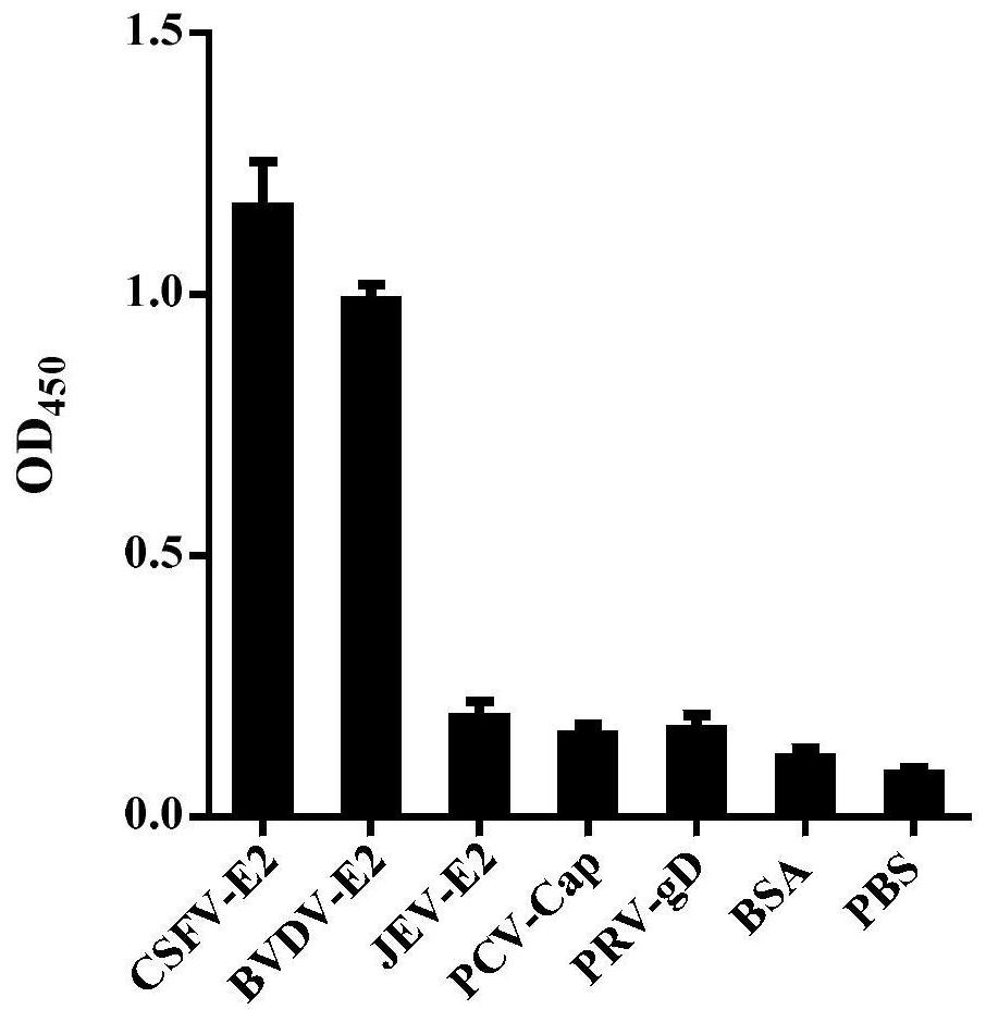 A polypeptide for inhibiting the infection activity of classical swine fever virus and its application