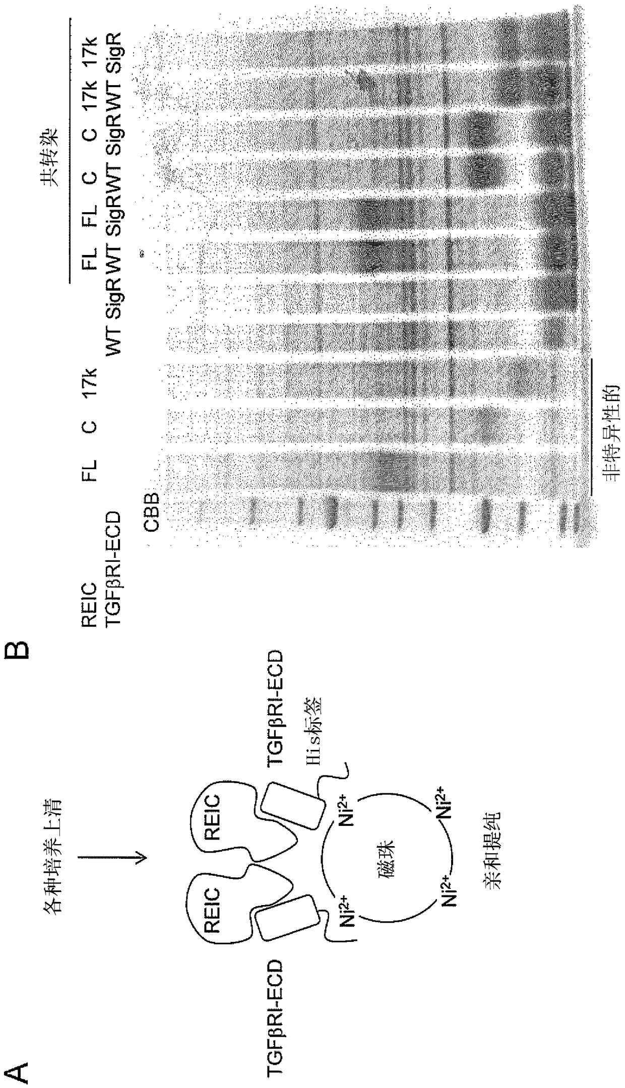 TGFBETA INHIBITOR CONTAINING REIC/Dkk-3 PROTEIN AS ACTIVE INGREDIENT