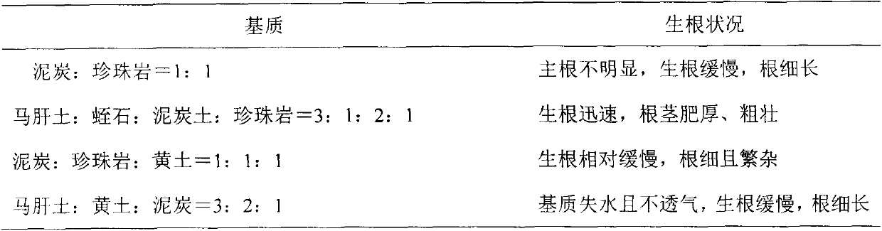 Method for enabling woody plant material to form adventitious root and grow into own-rooted seedling