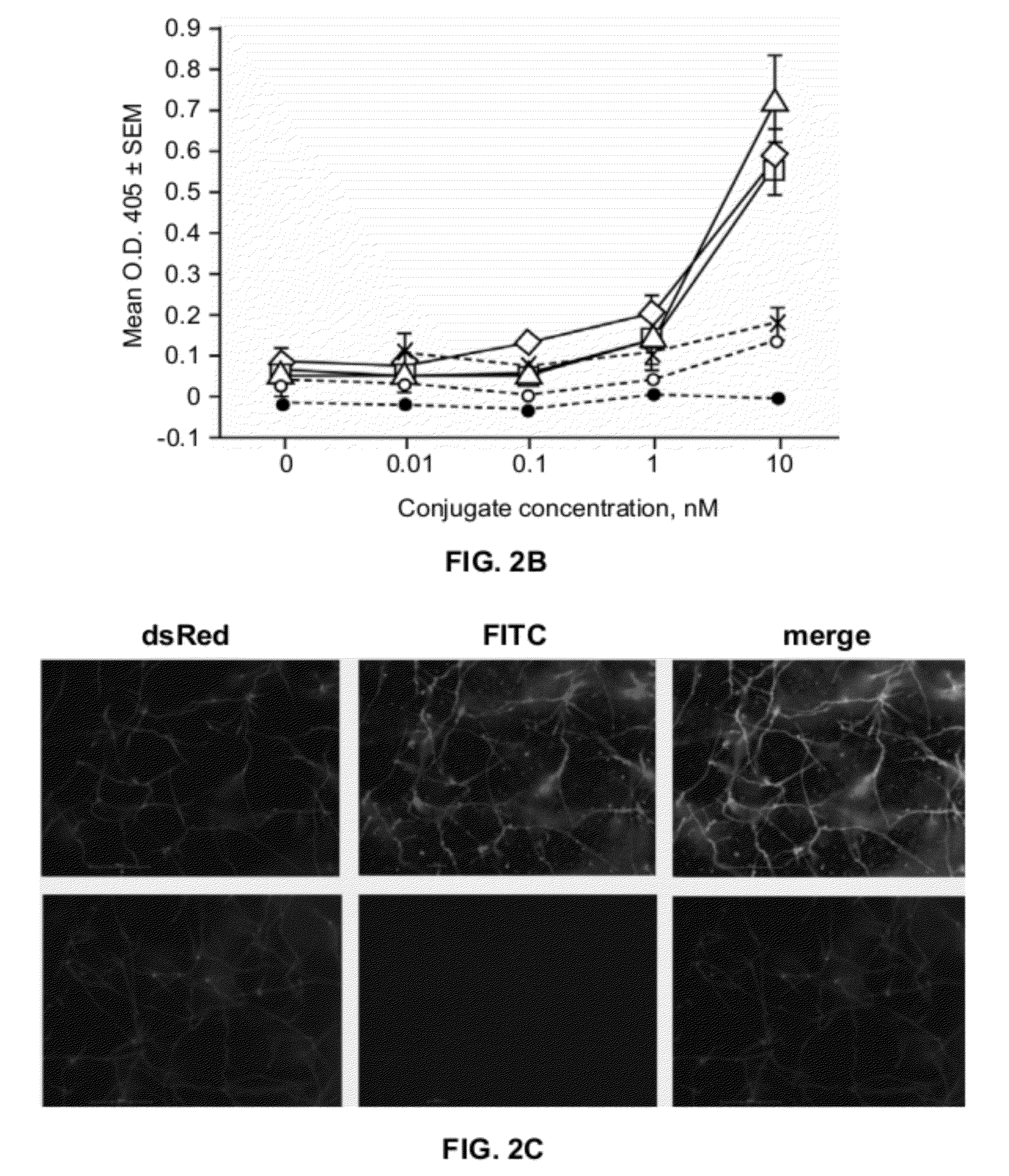 Compositions and methods for treating aspergillosis