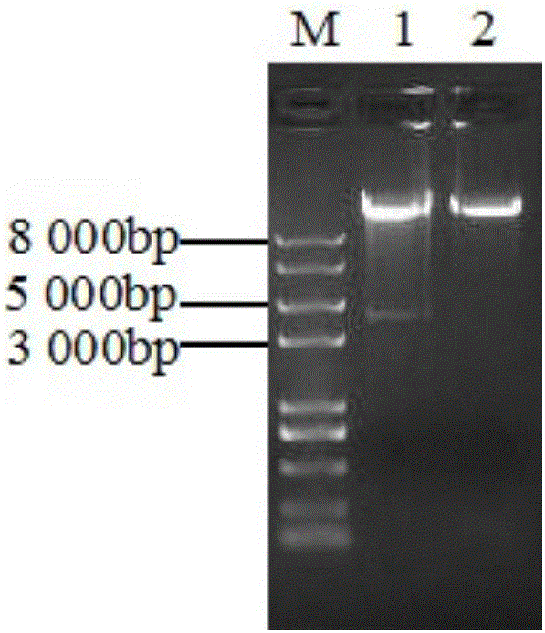 Rice black-streaked dwarf virus rnai polyvalent target gene sequence and application