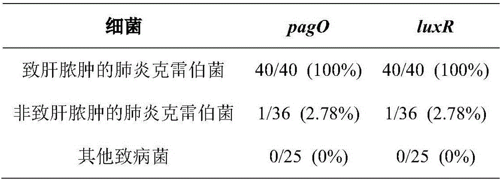 Molecular detection kit for klebsiella pneumoniae causing hepatic abscess and application thereof