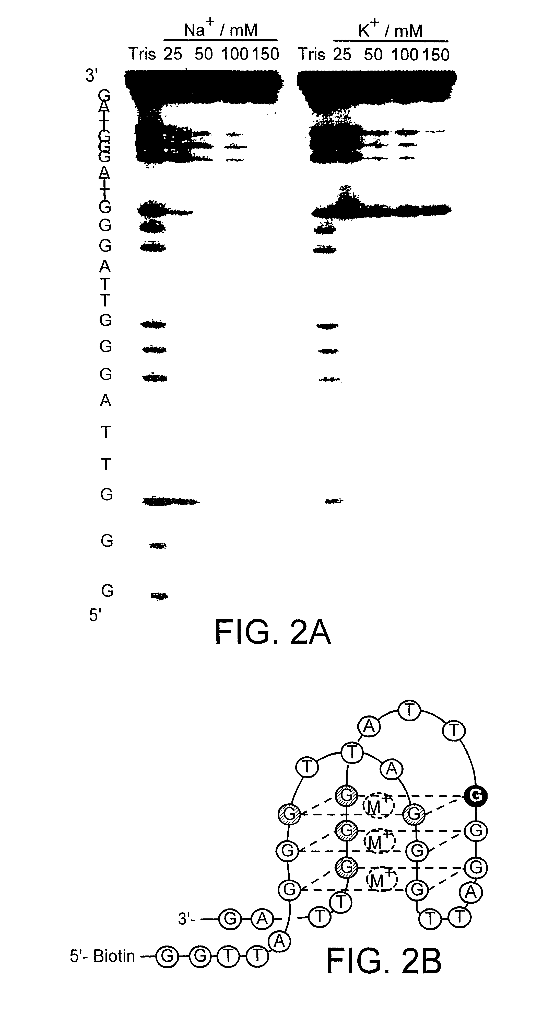 Zinc finger polypeptides capable of binding DNA quadruplexes