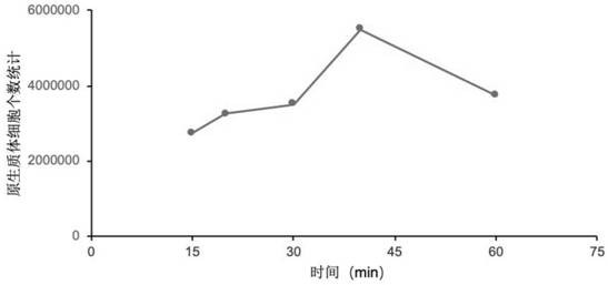 Physcomitrella patens protoplast and preparation method thereof