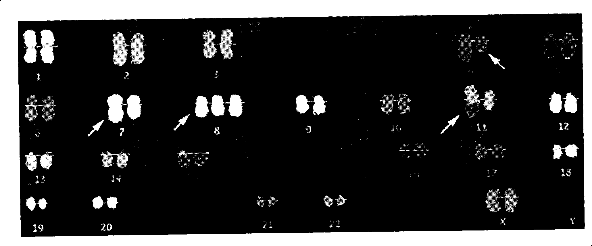 Nuclear acid probe marked with quantum-dots composite sphere and preparation method and application thereof