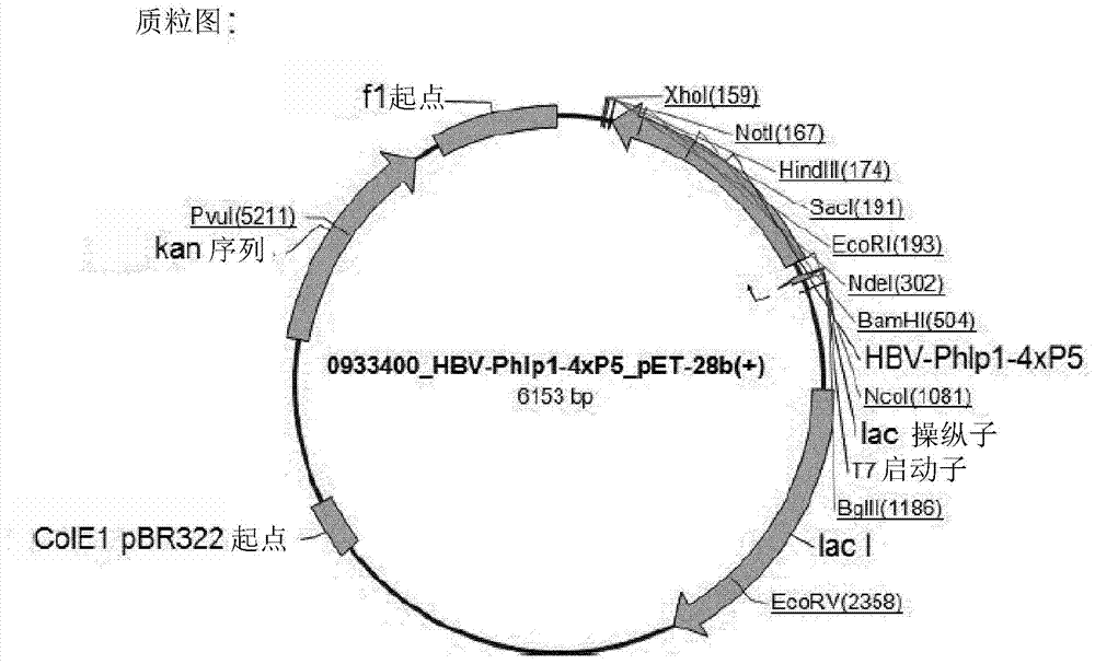 Peptide carrier fusion proteins as allergy vaccines