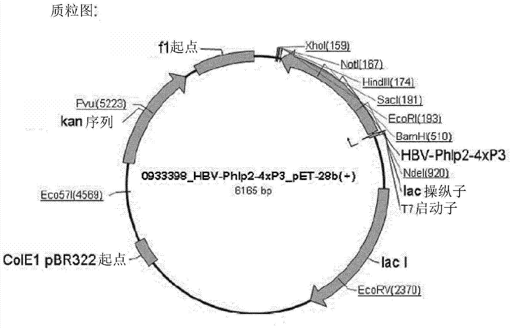 Peptide carrier fusion proteins as allergy vaccines