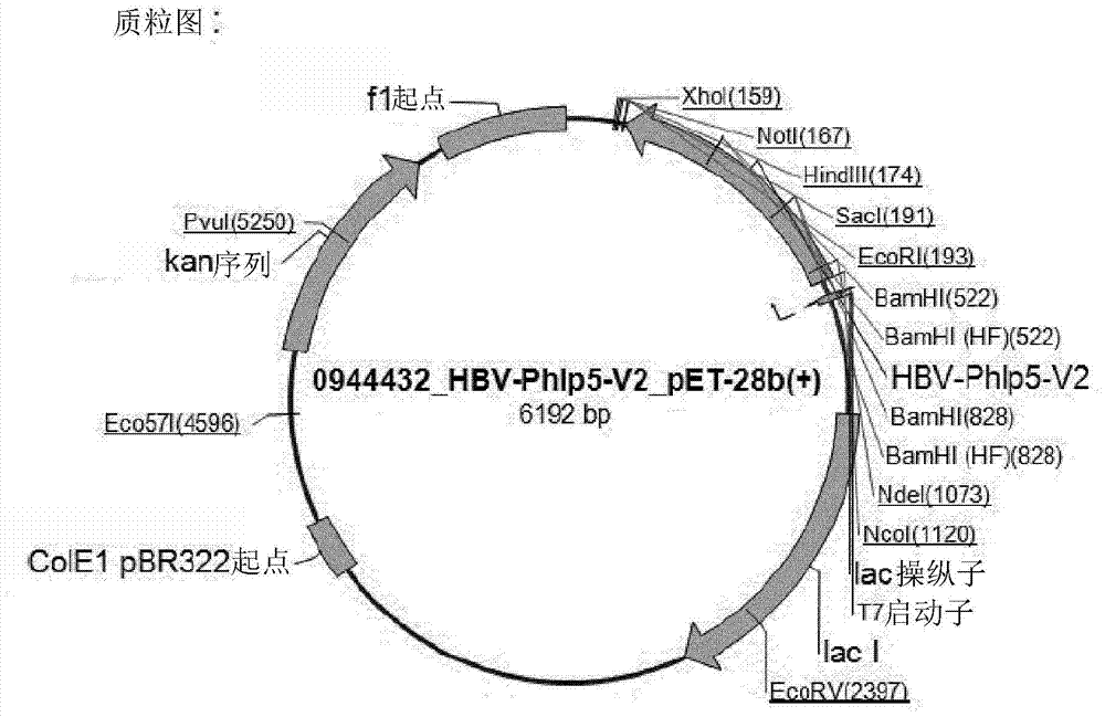 Peptide carrier fusion proteins as allergy vaccines