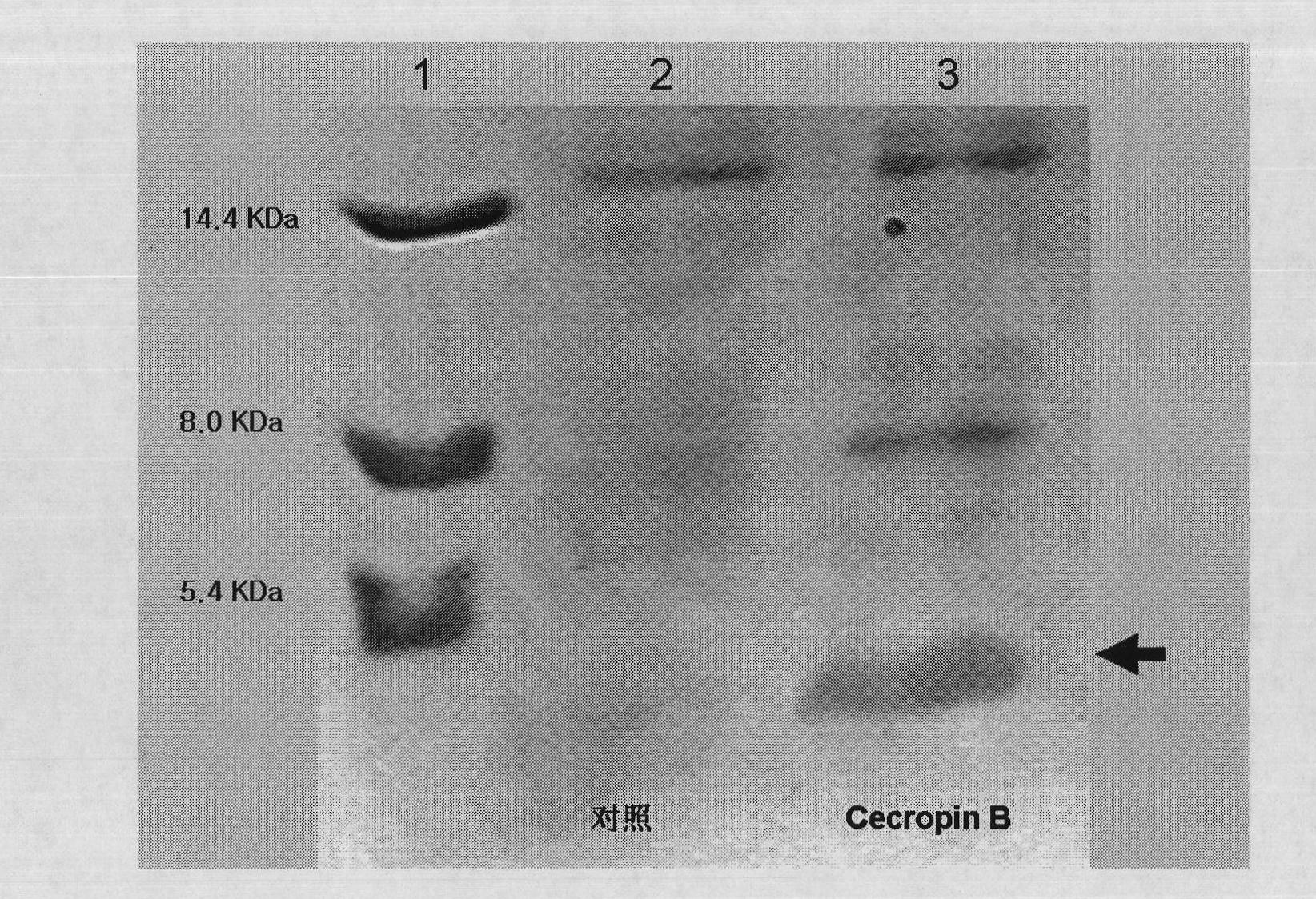 Method for using silkworm cultured cell to express antibacterial peptide Cecropin B