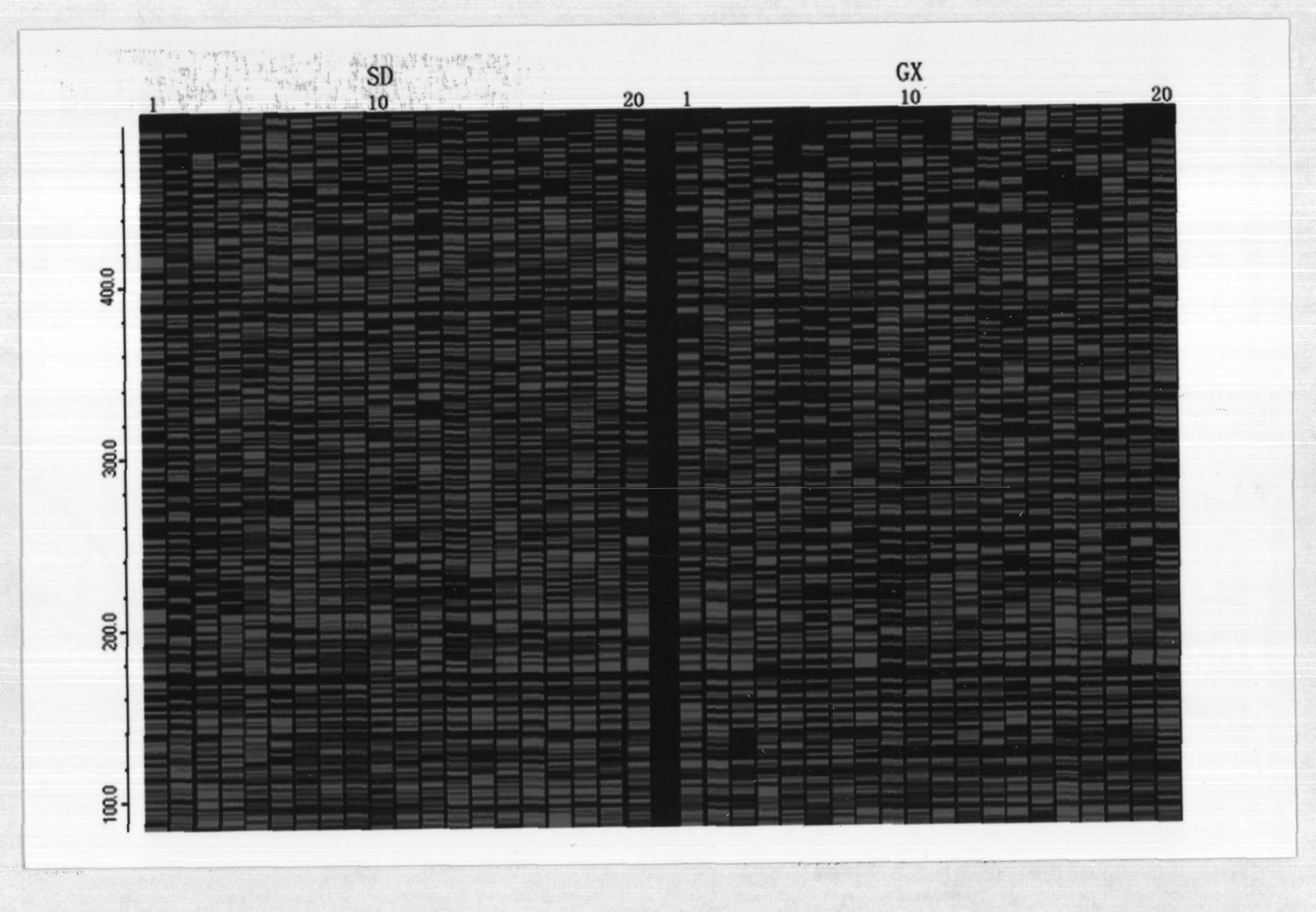 Method for analyzing genetic diversity of shellfish by using fAFLP (Fluorescent Amplified Fragment Length Polymorphism) labeling technology