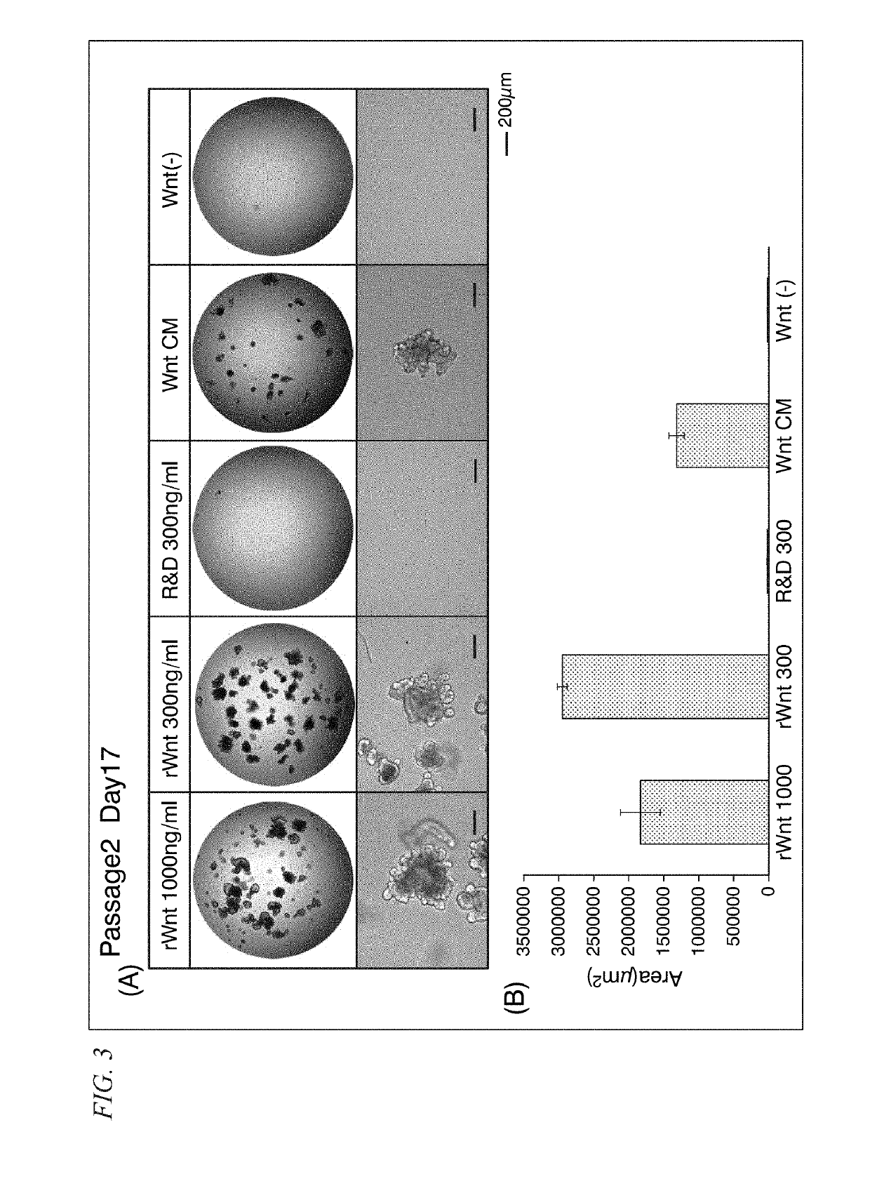 Cell culture medium, culture method, and organoid