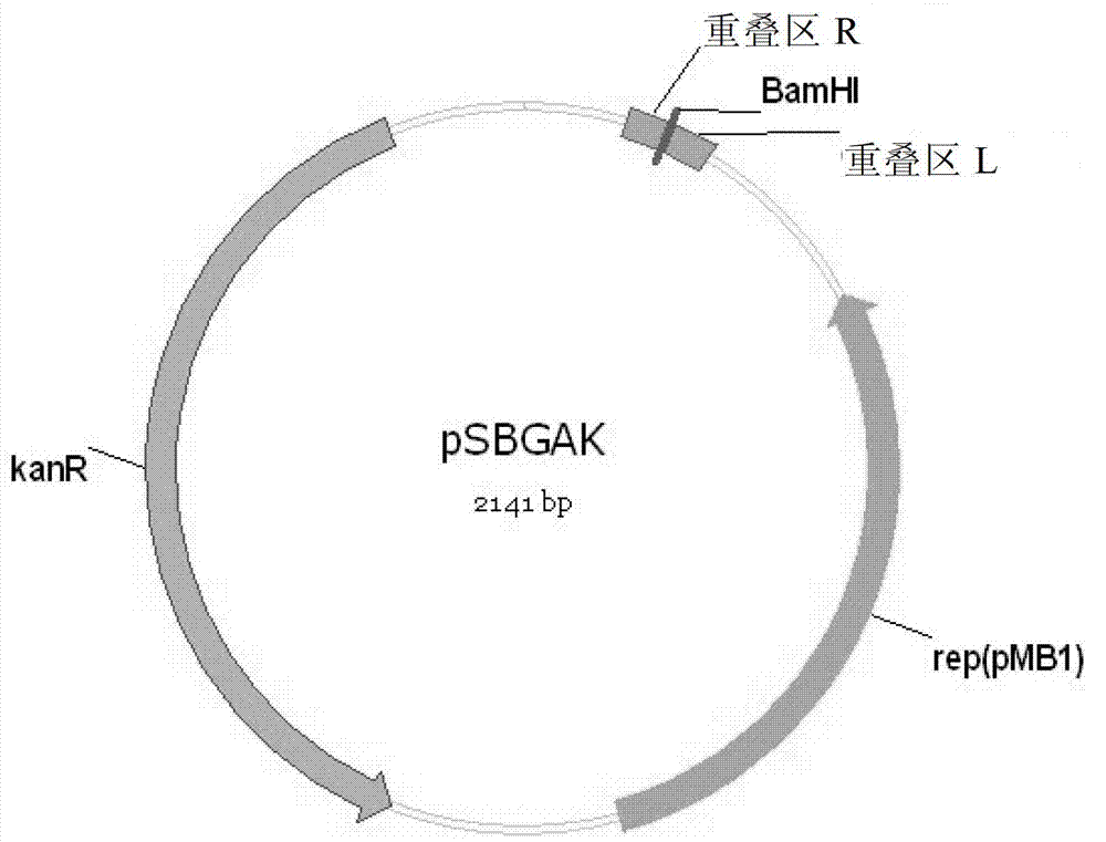 Gibson assembly carrier, preparation method therefor and applications thereof