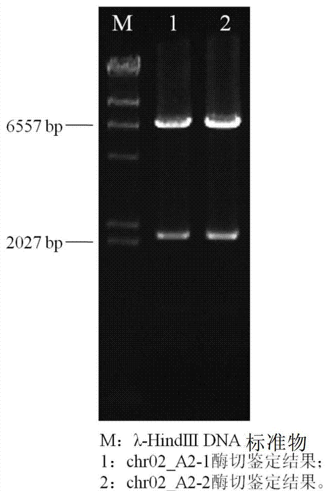 Gibson assembly carrier, preparation method therefor and applications thereof