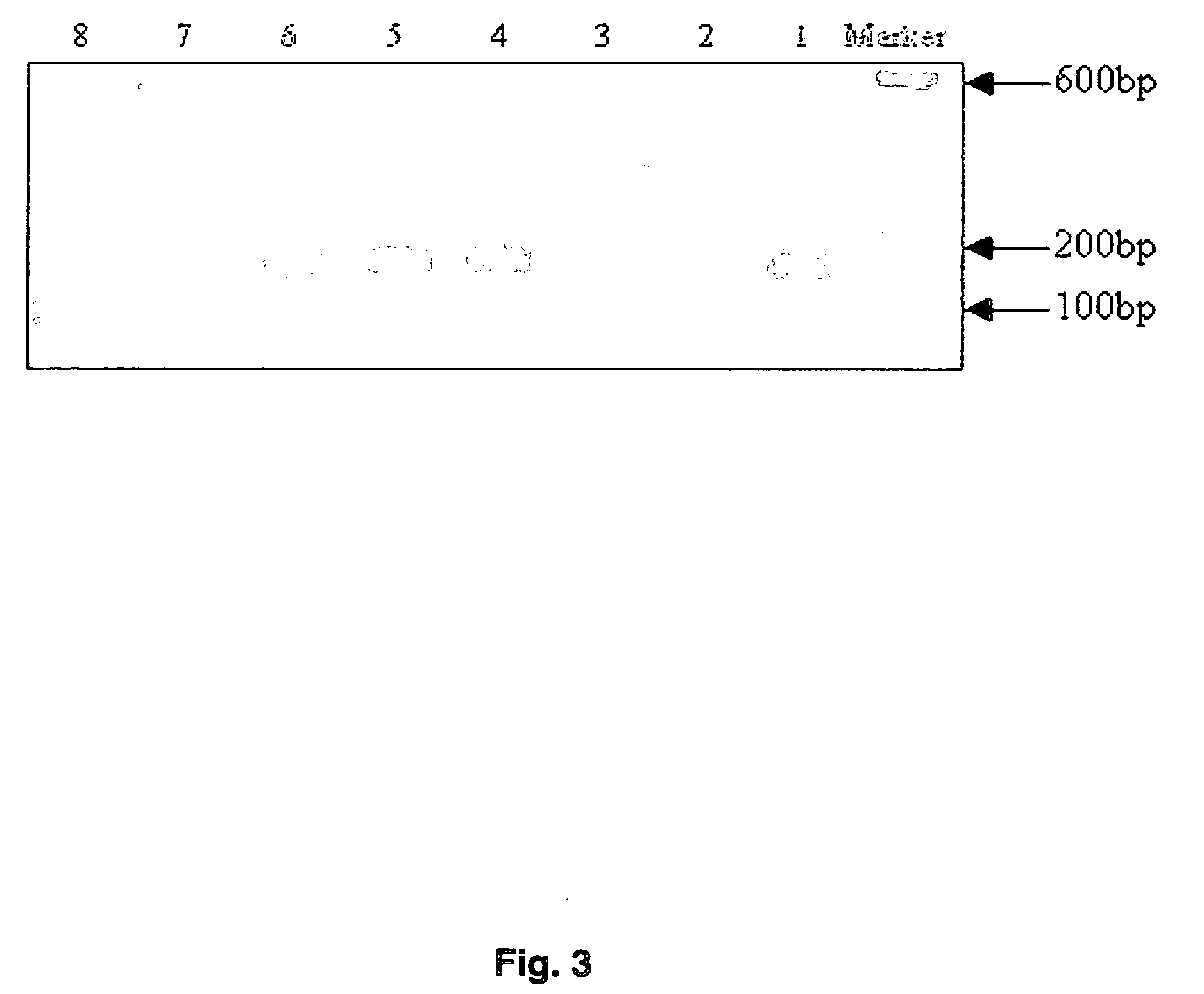 Real-time polymerase chain reaction-based genotyping assay for single nucleotide polymorphism