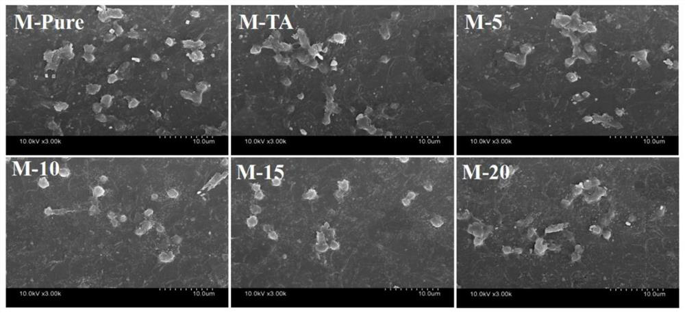 A plant polyphenol-polyacryloylmorpholine composite modified hemodialysis membrane and its preparation method and application