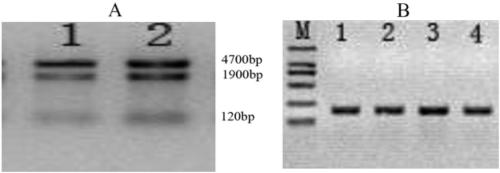 Corn Zm-APX gene molecular marker, obtaining method and application in stalk rot control