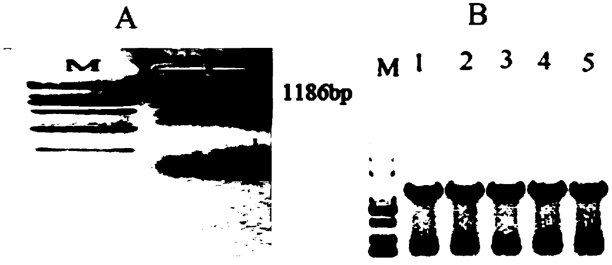 Corn Zm-APX gene molecular marker, obtaining method and application in stalk rot control