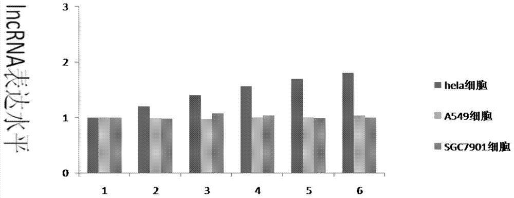 A kind of pharmaceutical composition containing lncrna and its application