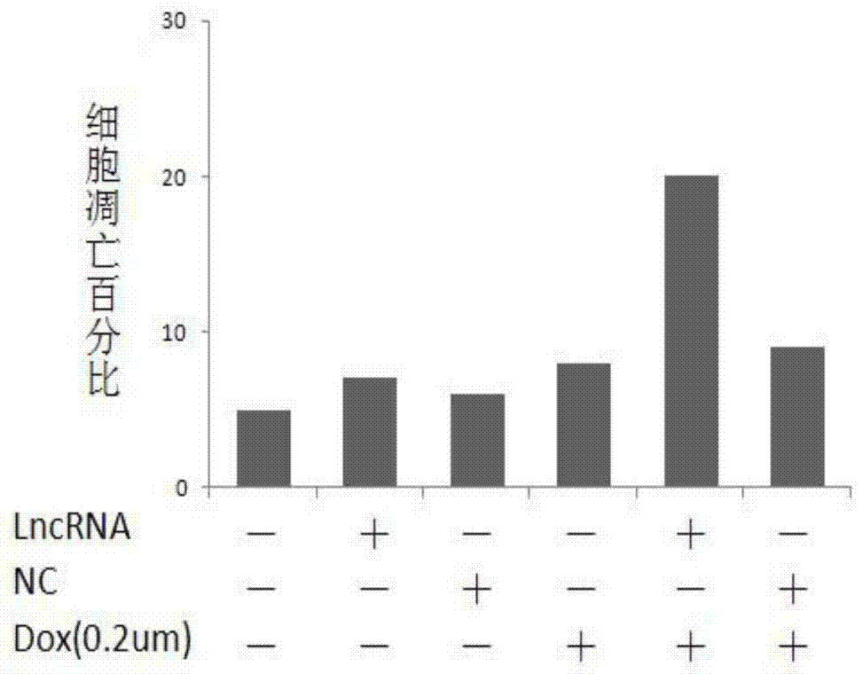 A kind of pharmaceutical composition containing lncrna and its application