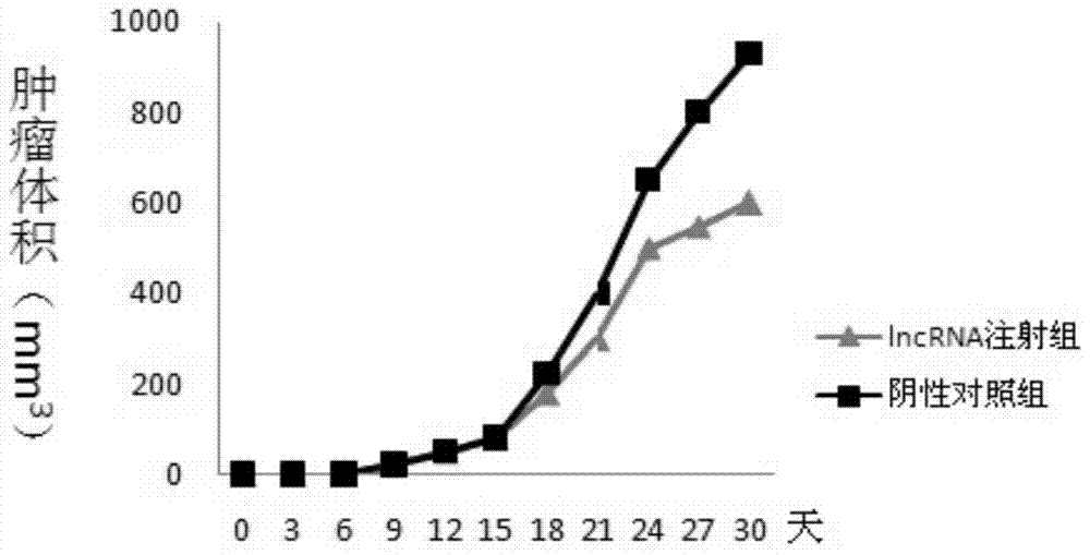 A kind of pharmaceutical composition containing lncrna and its application