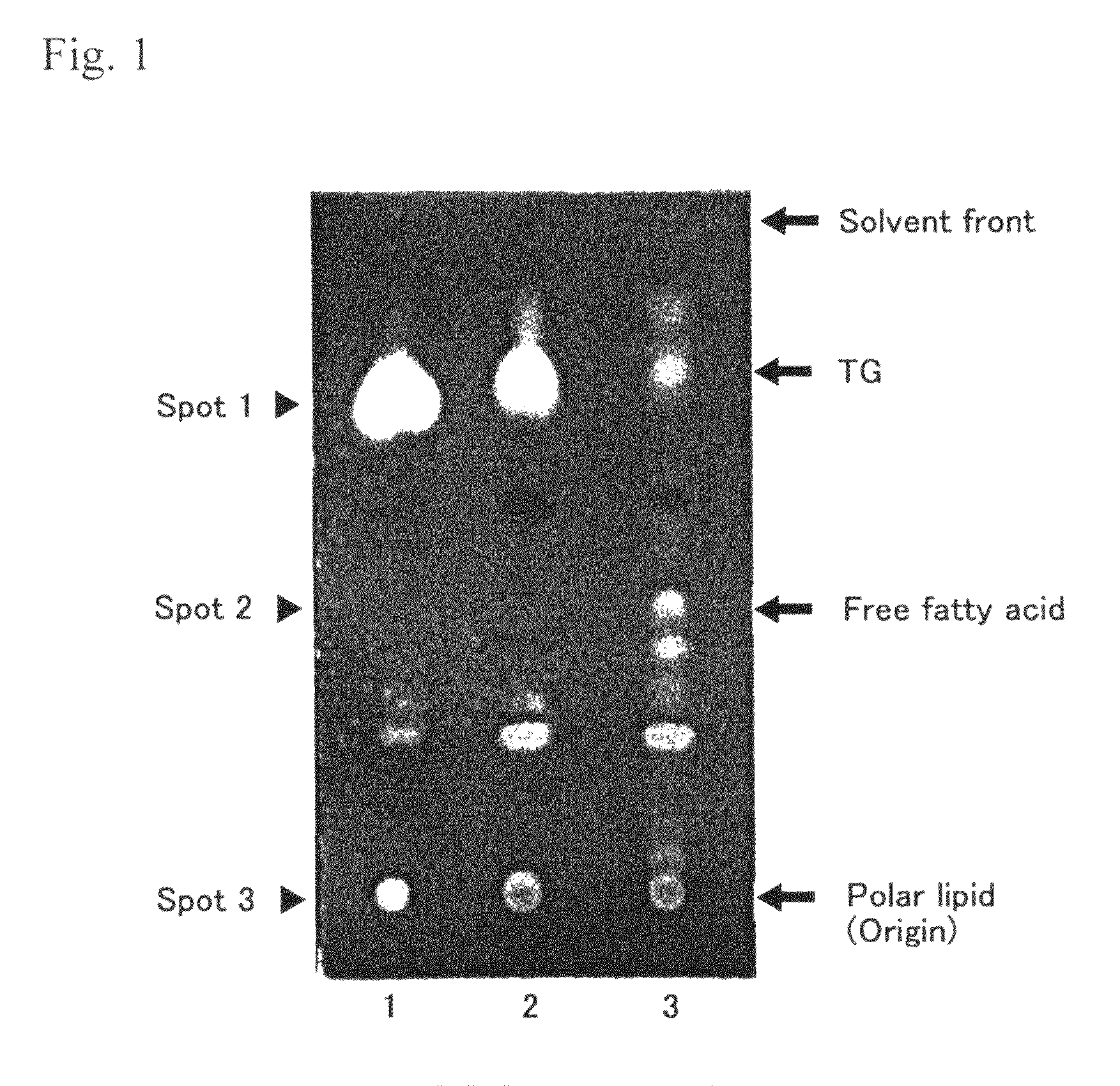 Method for production of DHA-containing phospholipid through microbial fermentation