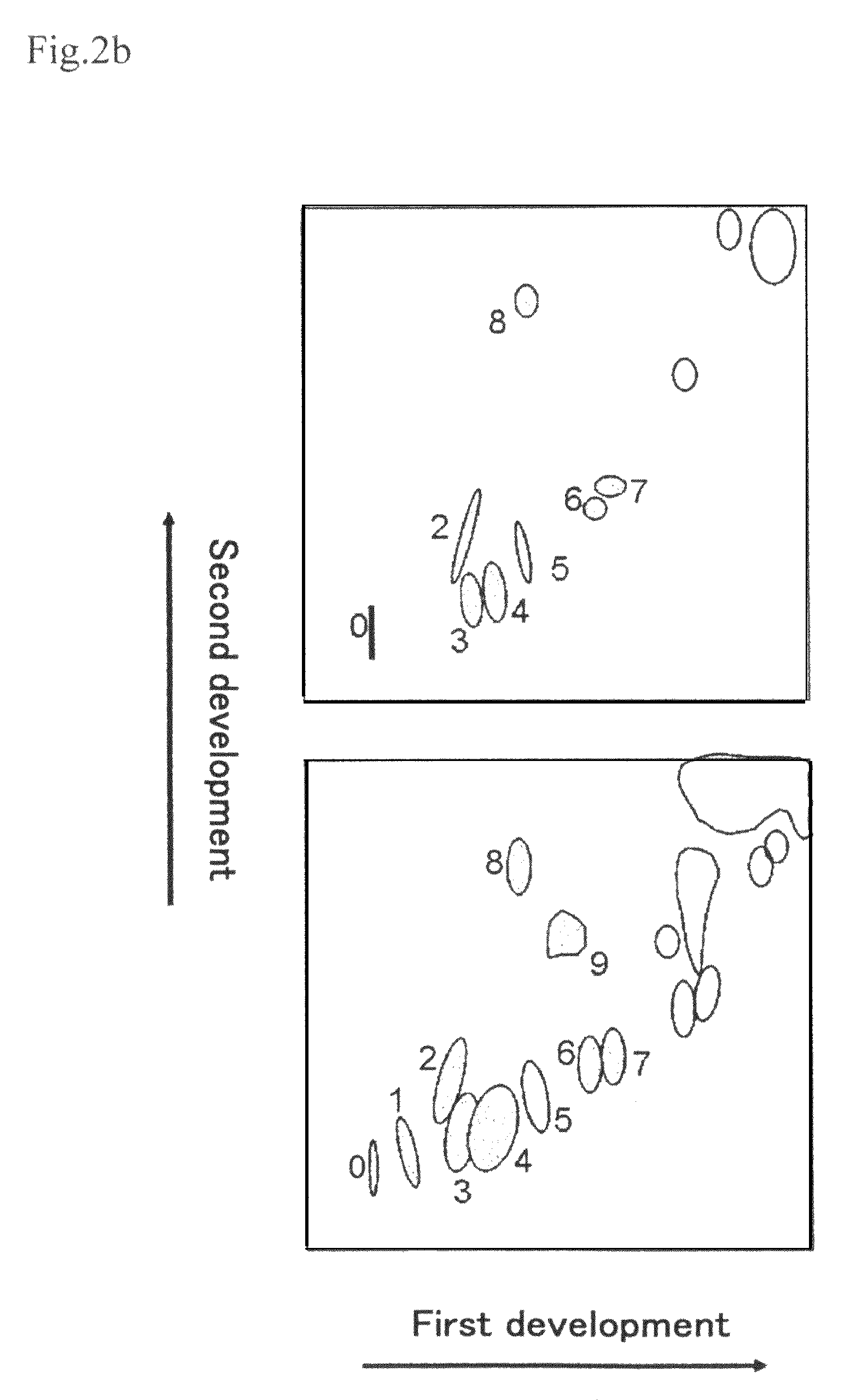 Method for production of DHA-containing phospholipid through microbial fermentation