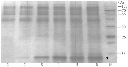 Preparation method and application of restructured dust mite II type allergen Der p2 and Der f2 protein