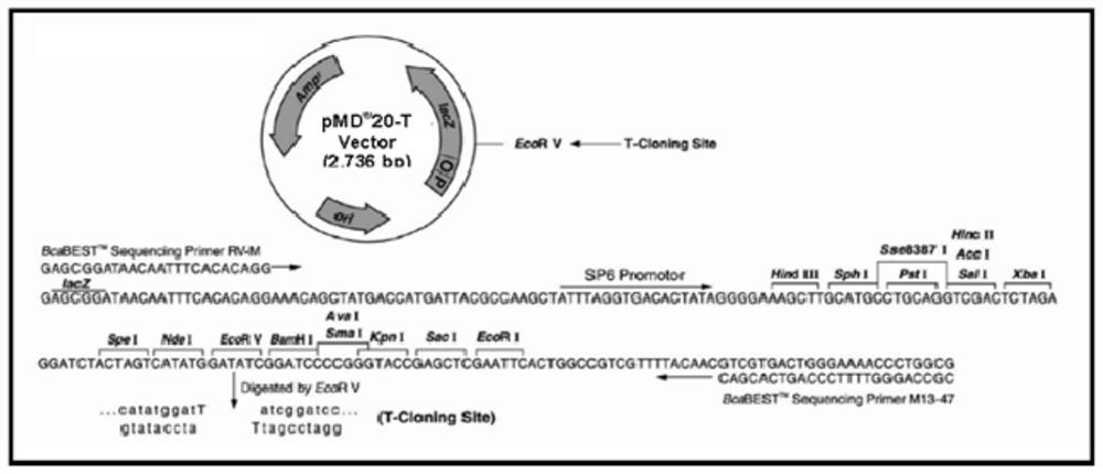 Preparation method, amplification primer and detection reagent of hpv full-length genome quality control product