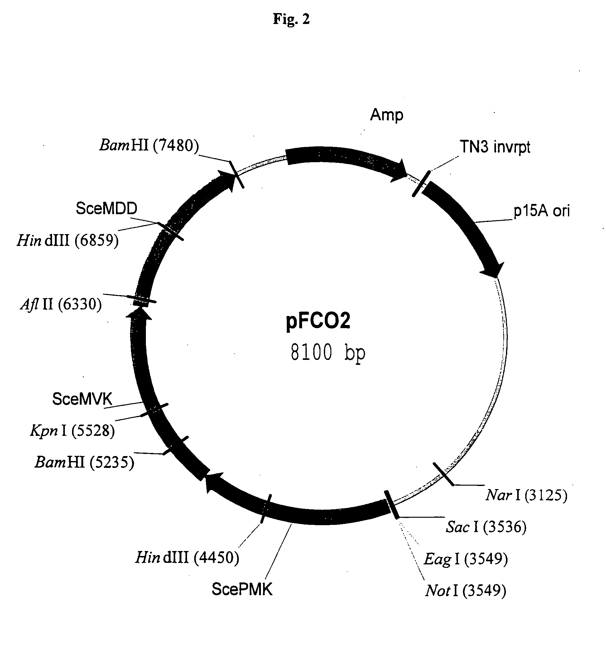 Manipulation of genes of the mevalonate and isoprenoid pathways to create novel traits in transgenic organisms