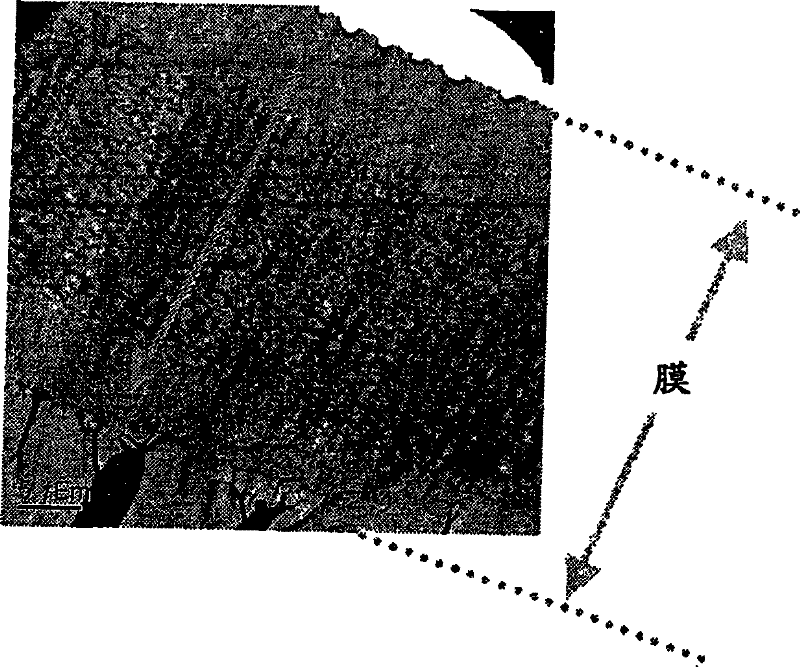 Functional membrane and process for production thereof, and electrolyte membrane for fuel cell and process for production thereof