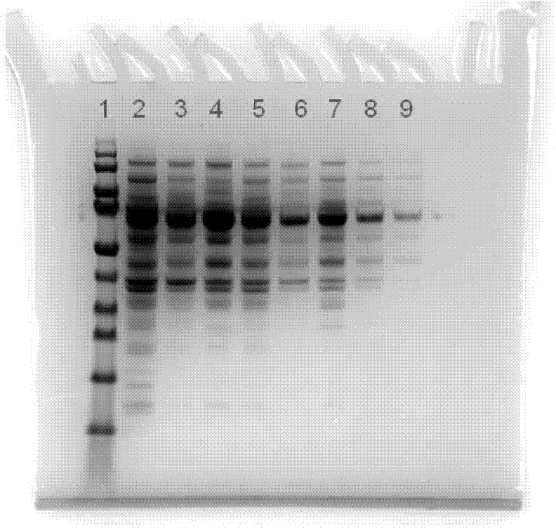 Mutant strains for producing cellulose, mutant strains capable of performing high-efficiency expression on target proteins and construction methods and application of mutant strains