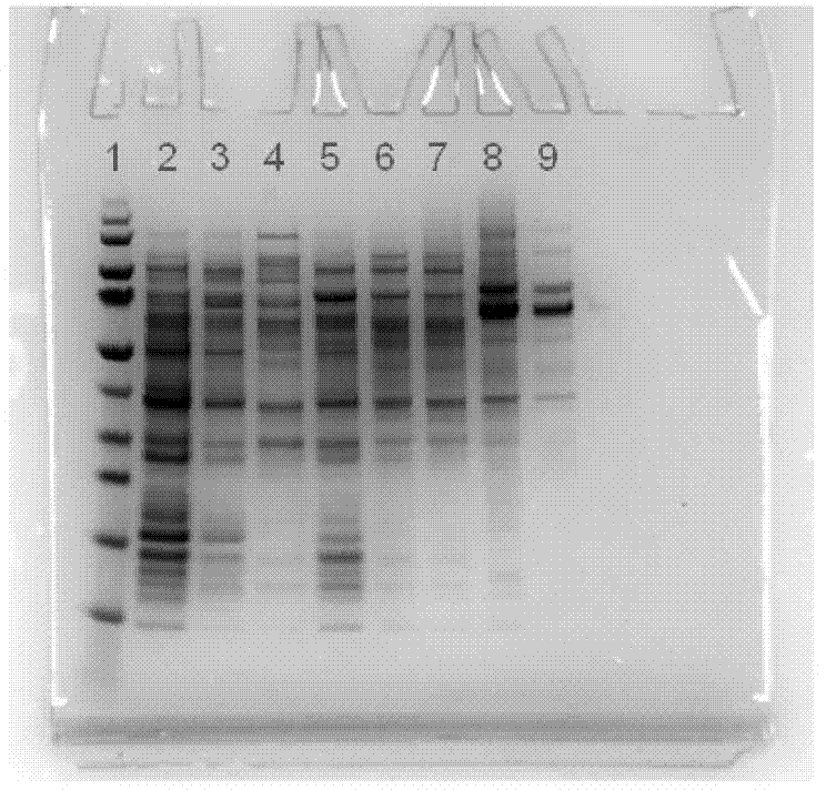 Mutant strains for producing cellulose, mutant strains capable of performing high-efficiency expression on target proteins and construction methods and application of mutant strains