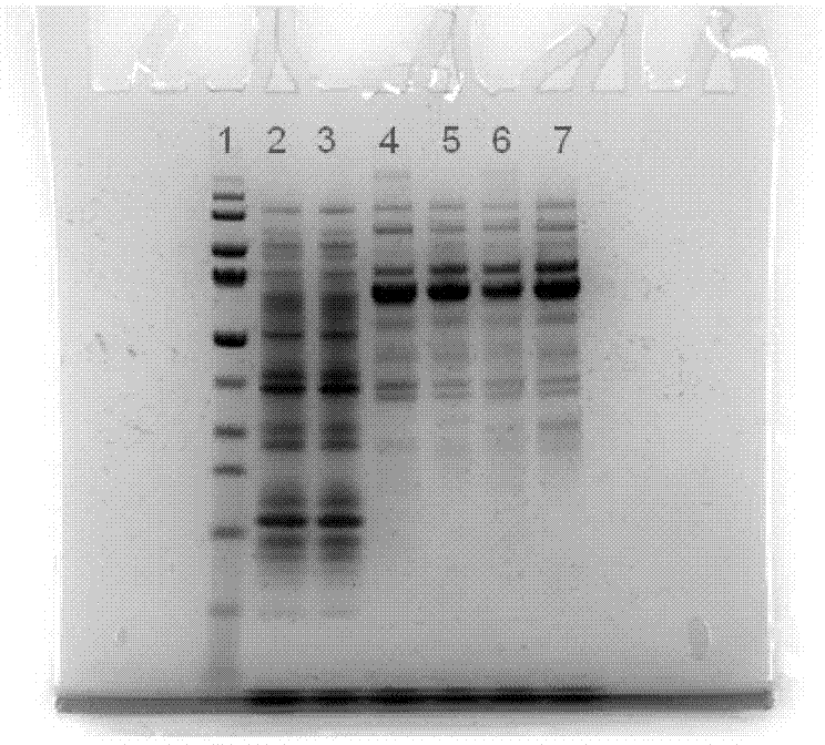 Mutant strains for producing cellulose, mutant strains capable of performing high-efficiency expression on target proteins and construction methods and application of mutant strains