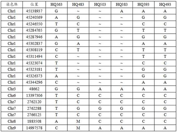 SNP molecular marker for identifying scutellaria baicalensis produced in Inner Mongolia as well as method and application of SNP molecular marker