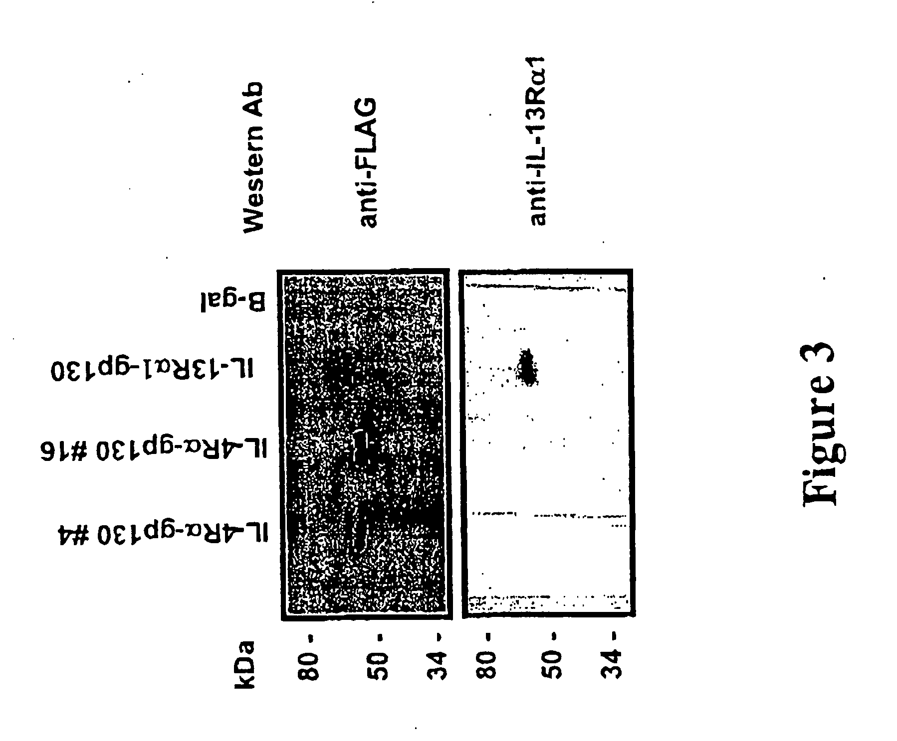 Monoclonal antibody against Interleukin-13 receptor alpha 1 (IL-13Ralpha1)