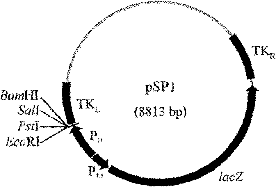 Swine influenza virus H3N2 subtype hemagglutinin (HA)-1 protein recombinant suipoxvirus and preparation method thereof