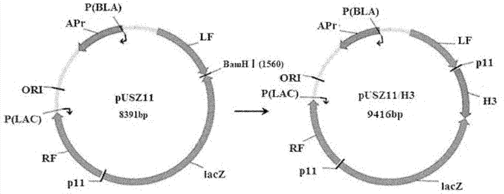 Swine influenza virus H3N2 subtype hemagglutinin (HA)-1 protein recombinant suipoxvirus and preparation method thereof